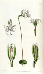Bartholina burmanniana (als syn. Bartholina pectinata)